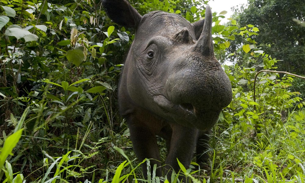 Xác nhận: Loài tê giác 2 sừng tại Malaysia đã chính thức tuyệt chủng - Ảnh 5.