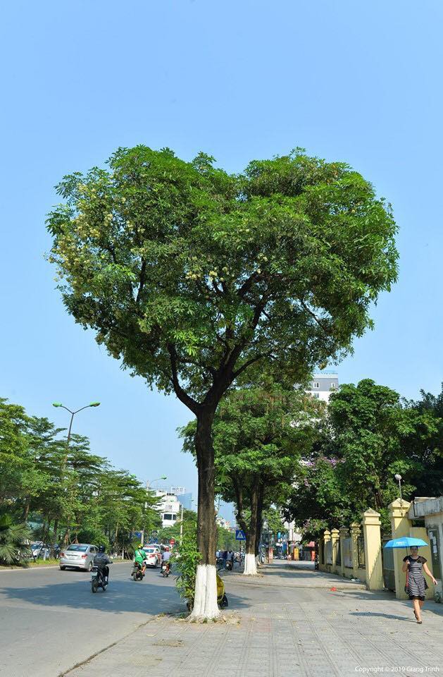 Cây hoa sữa hình trái tim: Cây hoa sữa hình trái tim không chỉ có hình dáng độc đáo, mà còn mang lại rất nhiều ý nghĩa tình yêu và lãng mạn. Hãy xem những bức ảnh đẹp ngất ngây của cây hoa này và cảm nhận tình cảm đong đầy trong từng tấm hình.