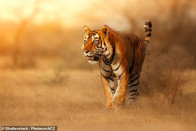 Tại sao lông con hổ có màu đỏ cam cực kỳ nổi bật mà vẫn là hung thần của rừng xanh? Đây chính là câu trả lời - Ảnh 1.
