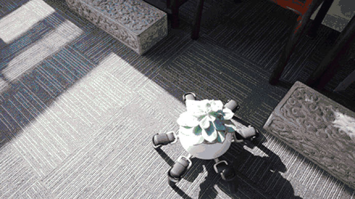Chậu c&acirc;y robot b&ograve; lổm ngổm như nhện con: Chậu 22 triệu, c&acirc;y 100.000 đồng... - Ảnh 2.