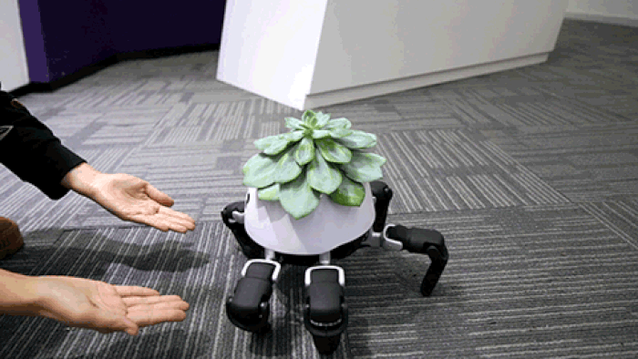 Chậu c&acirc;y robot b&ograve; lổm ngổm như nhện con: Chậu 22 triệu, c&acirc;y 100.000 đồng... - Ảnh 3.