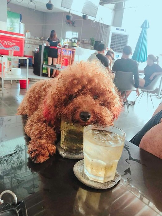 Hãy cùng xem chú chó cưng của chúng ta tranh cãi ở quán cafe và trèo lên bàn để chung cốc trà. Hình ảnh đáng yêu của chú chó khiến bạn cười và choáng ngợp.