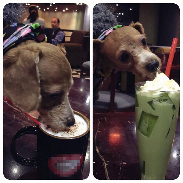 Tranh cãi hình ảnh chú chó cưng trèo lên bàn để uống chung cốc trà đá với chủ trong quán nước - Ảnh 2.