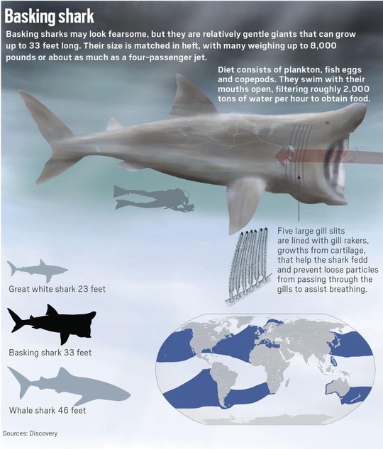 Kinh ngạc với cá mập to như máy bay phản lực xuất hiện ở Mỹ - Ảnh 3.