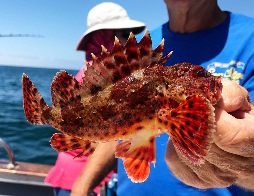 Mang loài cá có nọc độc nhất thế giới đi chế biến món ăn và đây là hương vị thật sự của nó - Ảnh 1. Mang loài cá có nọc độc nhất thế giới đi chế biến món ăn và đây là hương vị thật sự của nó - Ảnh 1.