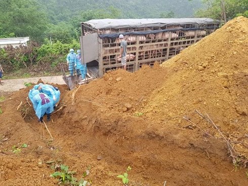 Tiêu hủy 160 con lợn trên đường đi tiêu thụ nghi nhiễm dịch tả lợn châu Phi - Ảnh 2.