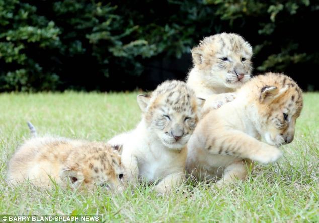 YouTuber khoe con sư tử lai hổ siêu to khổng lồ nhất họ nhà mèo nhưng bị cộng đồng mạng phản ứng gay gắt - Ảnh 4.