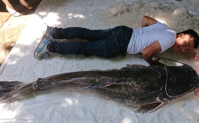 Người dân bắt được con cá nặng gần 100 kg trên sông Sêrêpốk - Ảnh 1.