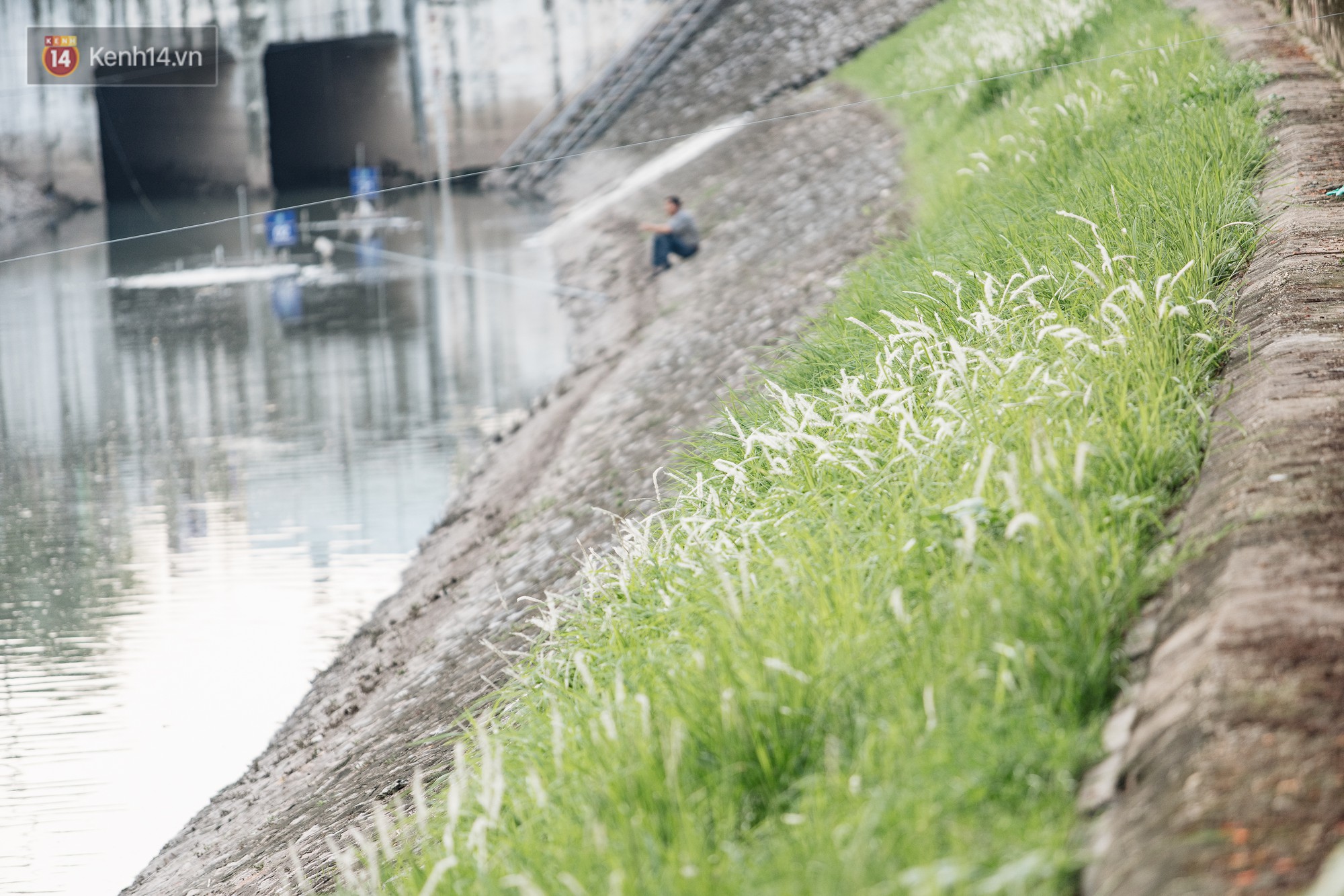 Sông Tô Lịch đổi màu sau khi làm sạch bằng công nghệ Nhật Bản: Hoa lau xanh mướt, người dân thư thả câu cá - Ảnh 6.