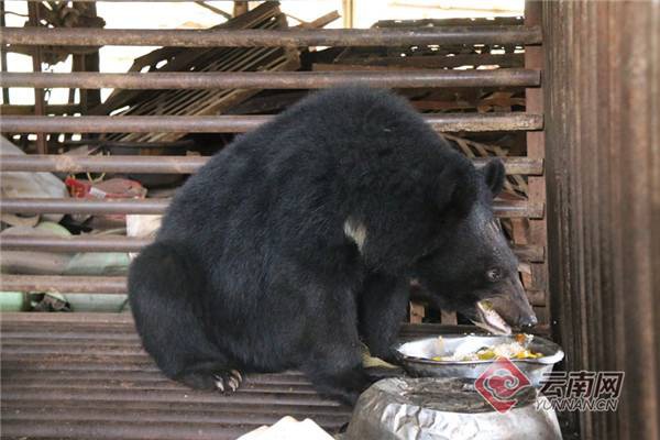 Hai năm tưởng nuôi được chó siêu to khổng lồ, người đàn ông giật mình nhận ra nó là... gấu đen - Ảnh 1.