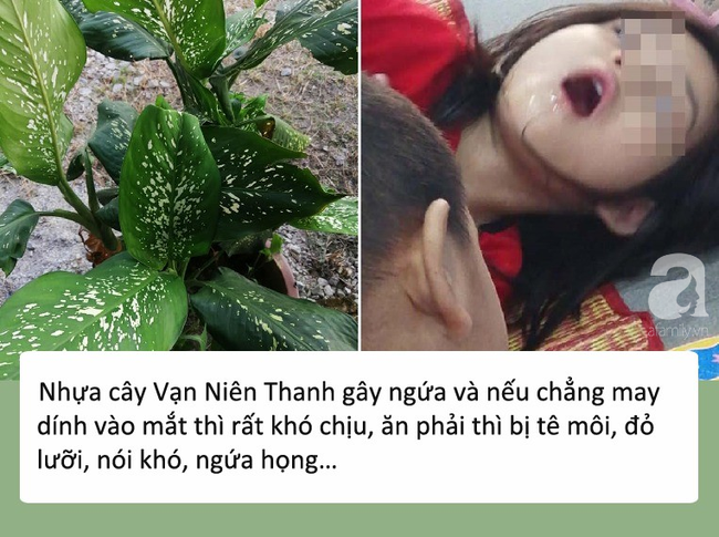 Bé gái 4 tuổi bị co giật, sưng môi, nguy hiểm tính mạng vì cắn phải lá của loại cây mà hầu như nhà nào cũng trồng trong nhà - Ảnh 2.