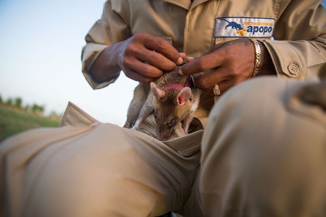 Chuyện lạ: Những con chuột to như chó con được người Campuchia dùng để dò mìn - Ảnh 4.