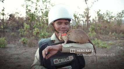 Chuyện lạ: Những con chuột to như chó con được người Campuchia dùng để dò mìn - Ảnh 1.