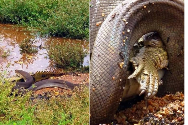 Impresionante foto: Pitón gigante devora a un cocodrilo entero, tomando el trono en un desierto australiano - Foto 1.