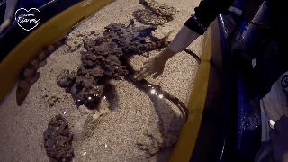 Fan &ldquo;th&ograve;ng tim&rdquo; với cuộc phi&ecirc;u lưu của Lisa v&agrave; Ros&eacute; (BLACKPINK) v&agrave;o xứ sở động vật, người đ&acirc;u m&agrave; gặp con g&igrave; cũng ch&agrave;o hỏi như quen l&acirc;u rồi - Ảnh 8.