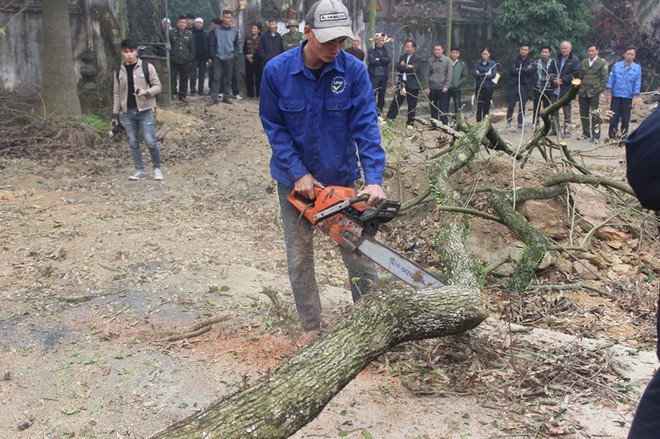 Chính thức chốt ngày bán đấu giá cây sưa từng được trả giá trăm tỷ ở Hà Nội - Ảnh 2.