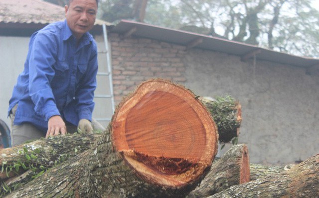 Chính thức chốt ngày bán đấu giá cây sưa từng được trả giá trăm tỷ ở Hà Nội - Ảnh 1.