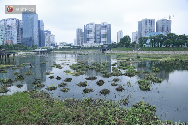 Chùm ảnh: Cỏ dại, bèo tây phủ kín khiến công viên nước 300 tỷ ở Hà Nội như một đầm lầy - Ảnh 3.