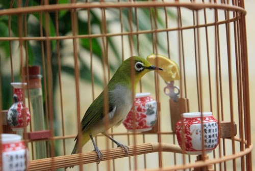 C&ocirc; g&aacute;i 9x kiếm cả trăm triệu h&agrave;ng th&aacute;ng nhờ l&agrave;m bỉm cho chim, xuất khẩu đi cả Mỹ, Canada, Ả Rập - Ảnh 1.