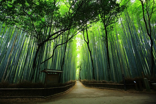  Lạc lối giữa mê cung xanh mướt của rừng tre Sagano: Nơi chứa đựng những âm thanh tinh túy cả Nhật Bản đều muốn bảo tồn  - Ảnh 3.