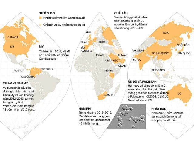 Candida auris, thứ nấm kháng thuốc bí ẩn đang đe dọa sự sống còn của toàn nhân loại - Ảnh 3.