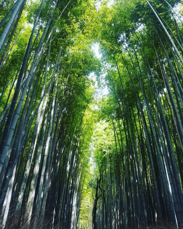  Lạc lối giữa mê cung xanh mướt của rừng tre Sagano: Nơi chứa đựng những âm thanh tinh túy cả Nhật Bản đều muốn bảo tồn  - Ảnh 15.