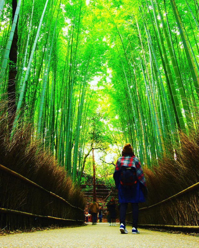  Lạc lối giữa mê cung xanh mướt của rừng tre Sagano: Nơi chứa đựng những âm thanh tinh túy cả Nhật Bản đều muốn bảo tồn  - Ảnh 6.