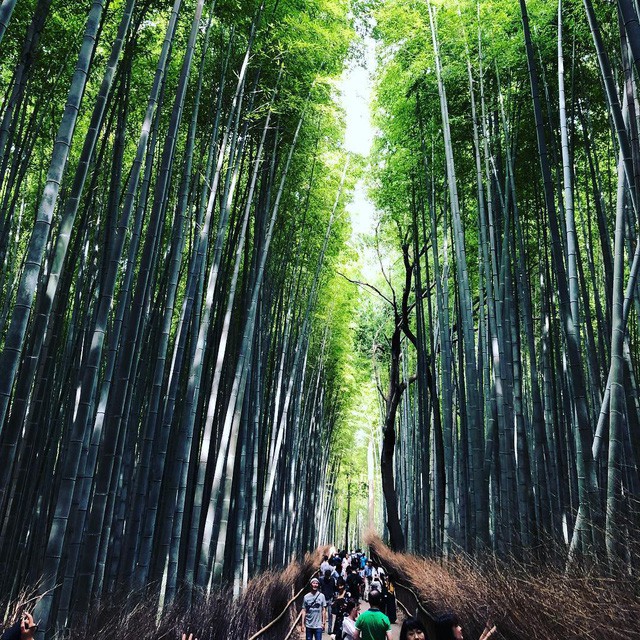  Lạc lối giữa mê cung xanh mướt của rừng tre Sagano: Nơi chứa đựng những âm thanh tinh túy cả Nhật Bản đều muốn bảo tồn  - Ảnh 8.