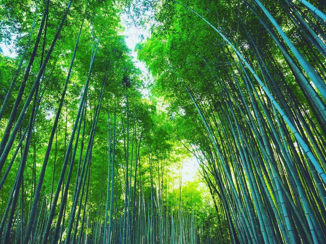  Lạc lối giữa mê cung xanh mướt của rừng tre Sagano: Nơi chứa đựng những âm thanh tinh túy cả Nhật Bản đều muốn bảo tồn  - Ảnh 11.