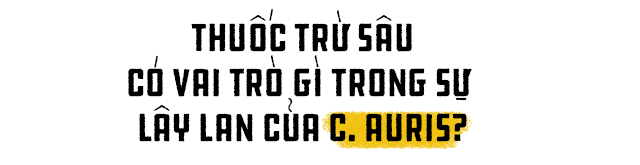 Candida auris, thứ nấm kháng thuốc bí ẩn đang đe dọa sự sống còn của toàn nhân loại - Ảnh 11. Candida auris, thứ nấm kháng thuốc bí ẩn đang đe dọa sự sống còn của toàn nhân loại - Ảnh 11.