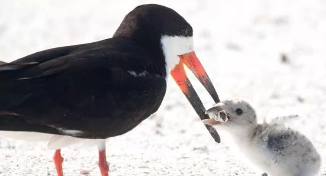 Bức ảnh chim mẹ mớm con ăn... đầu lọc thuốc lá khiến loài người phải suy ngẫm: Chúng ta đã đầu độc thiên nhiên đến mức báo động! - Ảnh 1.