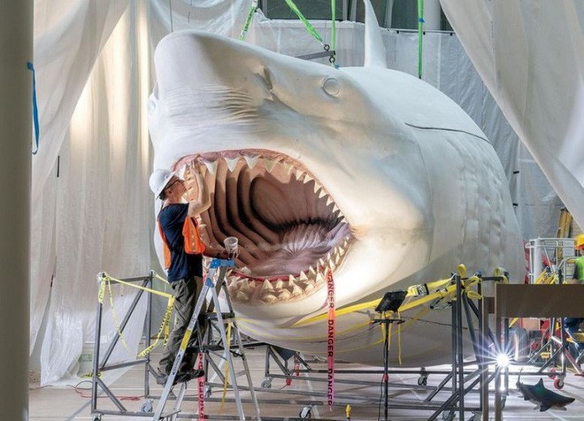 Đồ Chơi Mô Hình Cá Mập Megalodon Mẫu Mới Đồ Chơi Đại Dương Cá Mập Trắng  Siêu To Mẫu Mới Mô Hình Thời Tiền Sử Miệng Có Thể Di Chuyển Cá Mập 
