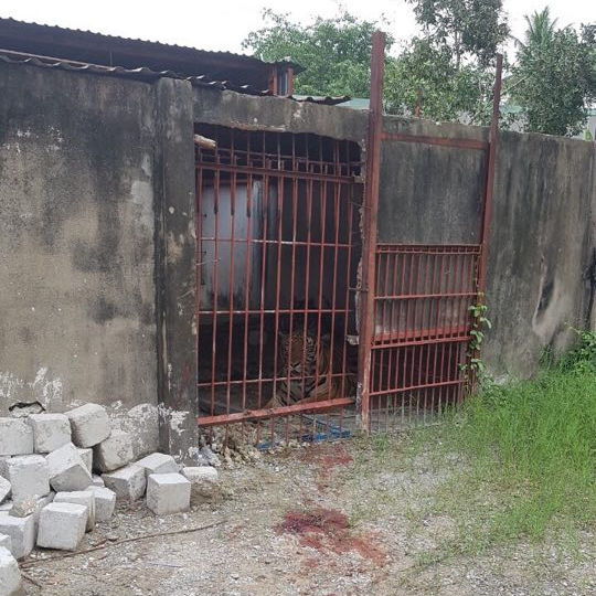 Vụ người đàn ông bị hổ cắn đứt lìa 2 tay ở Bình Dương: 2 bố con ông chủ khu du lịch từng bị phạt tù vì bán hổ lấy cao - Ảnh 2.