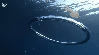 Con sứa tí hon số nhọ nhất đại dương: Đang bơi vô tư thì vướng vòng xoáy nước, người xoay tít như muốn chết đi sống lại - Ảnh 1.