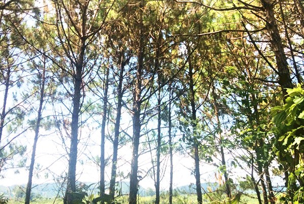 Lại phát hiện hàng trăm cây thông bị khoan gốc ở Lâm Đồng - Ảnh 1.