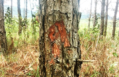 Lại phát hiện hàng trăm cây thông bị khoan gốc ở Lâm Đồng - Ảnh 2.