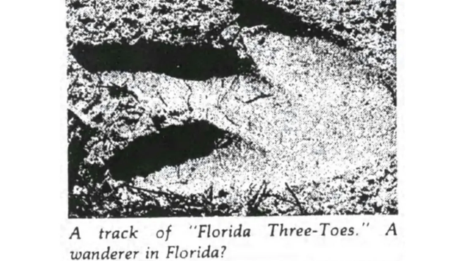 Cú lừa 40 năm: Con chim cánh cụt cao 4,5 mét dạo bước trên bờ biển Florida chỉ là trò chơi khăm - Ảnh 1.