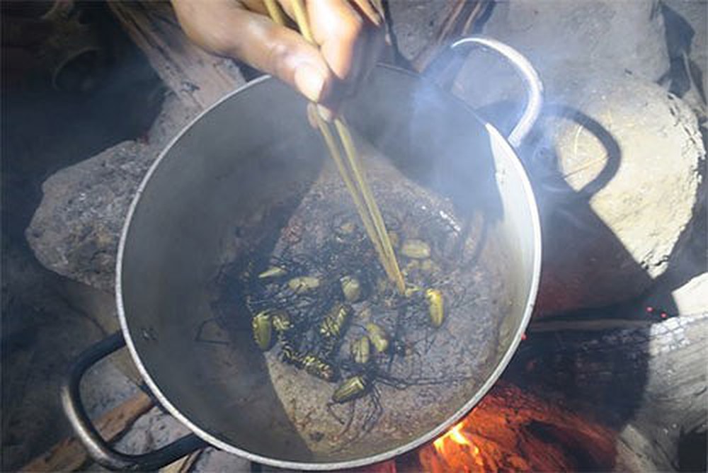 Nhện rừng siêu to khổng lồ, nhìn thấy đã sợ nhưng lại chính là đặc sản hiếm có khó tìm ở Bình Thuận - Ảnh 5. Nhện rừng siêu to khổng lồ, nhìn thấy đã sợ nhưng lại chính là đặc sản hiếm có khó tìm ở Bình Thuận - Ảnh 5.