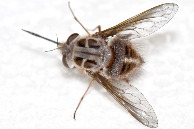 Phát hiện loài ruồi thường xuất hiện vào mùa đông, đầu có sừng, thân như phủ băng tuyết, các nhà khoa học đặt luôn tên là Nightking - Ảnh 2.