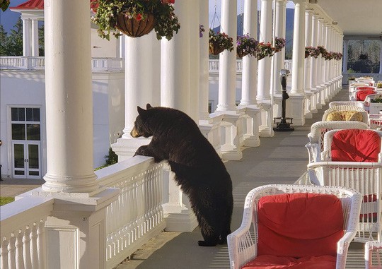  Ngộ nghĩnh hình ảnh gấu đen thư giãn trong khách sạn  - Ảnh 1.
