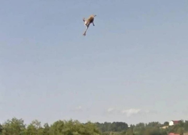 Giật m&igrave;nh với cảnh xe Google đ&acirc;m phải con thỏ lao qua đường, h&uacute;c bay cả l&ecirc;n trời cao - Ảnh 5.