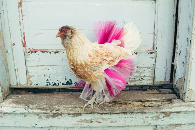 Chùm ảnh: Khi lũ gà mặc váy múa ba lê hóa ra lại đáng yêu khó cưỡng như thế này - Ảnh 6.