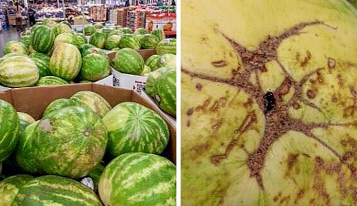 Mua dưa hấu nhớ ch&uacute; &yacute; 5 điểm n&agrave;y kẻo mua nhầm phải dưa bị ti&ecirc;m thuốc, ăn v&agrave;o chỉ rước th&ecirc;m bệnh - Ảnh 10.