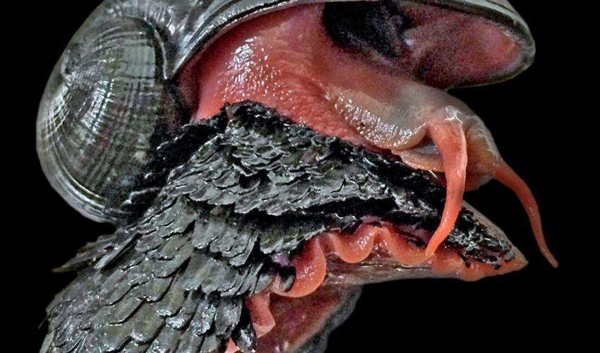 Sách Đỏ mới cập nhật: Lần đầu tiên trong lịch sử có hơn 100.000 loài bị đe dọa, 28.300 mang nguy cơ tuyệt chủng - Ảnh 2. Sách Đỏ mới cập nhật: Lần đầu tiên trong lịch sử có hơn 100.000 loài bị đe dọa, 28.300 mang nguy cơ tuyệt chủng - Ảnh 2.