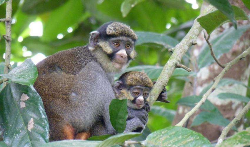 Sách Đỏ mới cập nhật: Lần đầu tiên trong lịch sử có hơn 100.000 loài bị đe dọa, 28.300 mang nguy cơ tuyệt chủng - Ảnh 3. Sách Đỏ mới cập nhật: Lần đầu tiên trong lịch sử có hơn 100.000 loài bị đe dọa, 28.300 mang nguy cơ tuyệt chủng - Ảnh 3.