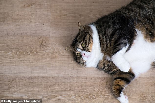 Lũ mèo thực sự đang ngày càng béo hơn và khoa học bảo rằng mọi thứ đều có lý do - Ảnh 3.