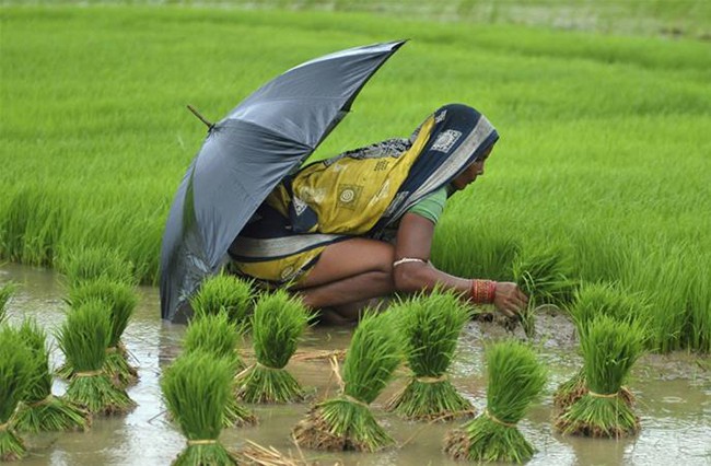 Chấn động hàng loạt nữ nông dân Ấn Độ triệt sản ở độ tuổi 20 - Ảnh 1.