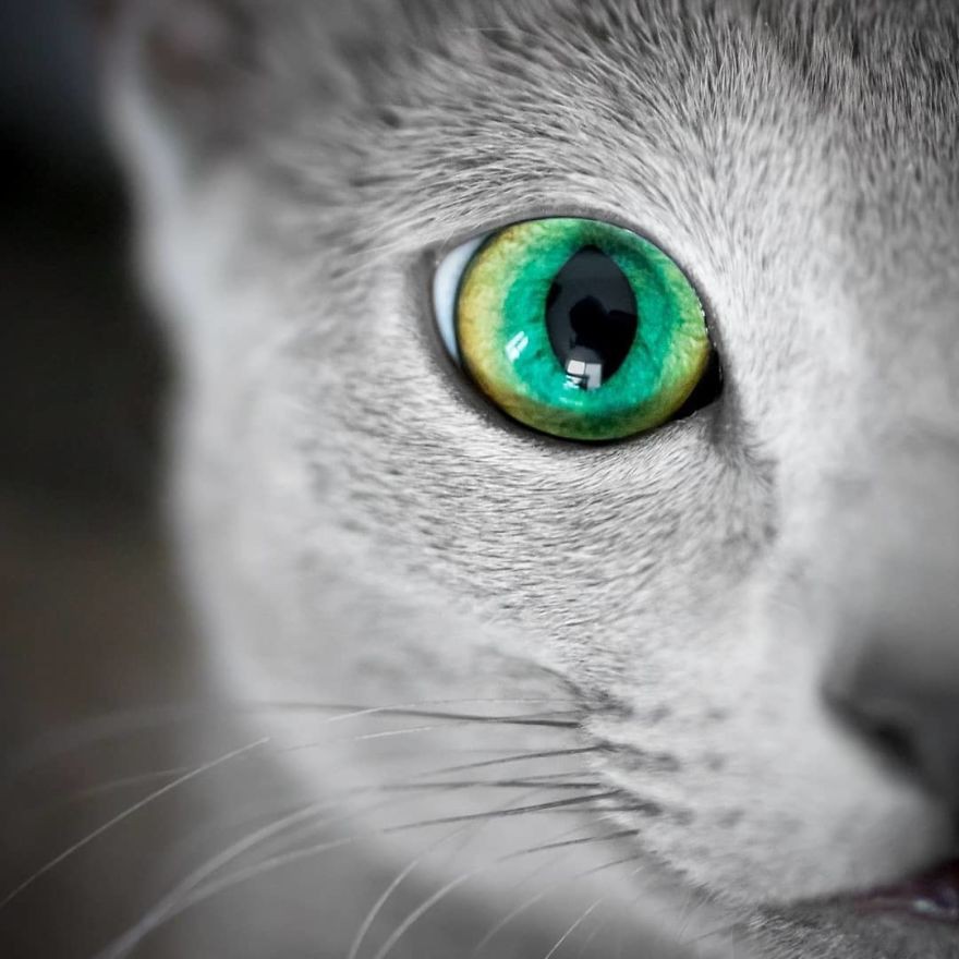 Nếu bạn là một người yêu động vật, hẳn bạn đã từng nghe đến Mèo Nga - một giống mèo đặc trưng của Nga. Hãy cùng xem hình ảnh về chúng để khám phá sự đáng yêu và dễ thương của loài mèo đáng yêu này.