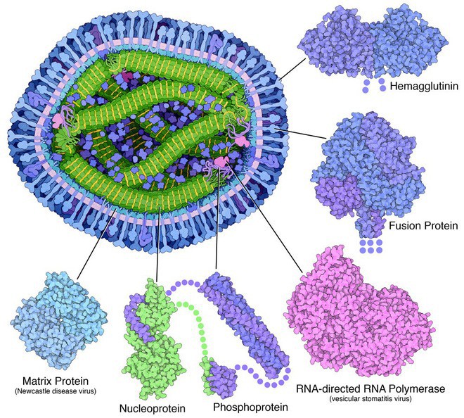 Nhà khoa học tô màu cho những con virus, biến chúng thành tác phẩm nghệ thuật - Ảnh 6.