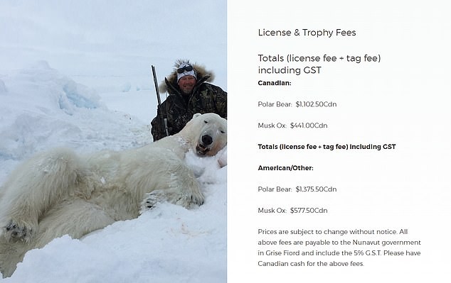 Vạch trần các tour săn bắn 5.000 con gấu Bắc Cực: Huy chương đẫm máu của giới thợ săn giàu có khiến cả thế giới căm phẫn - Ảnh 4.